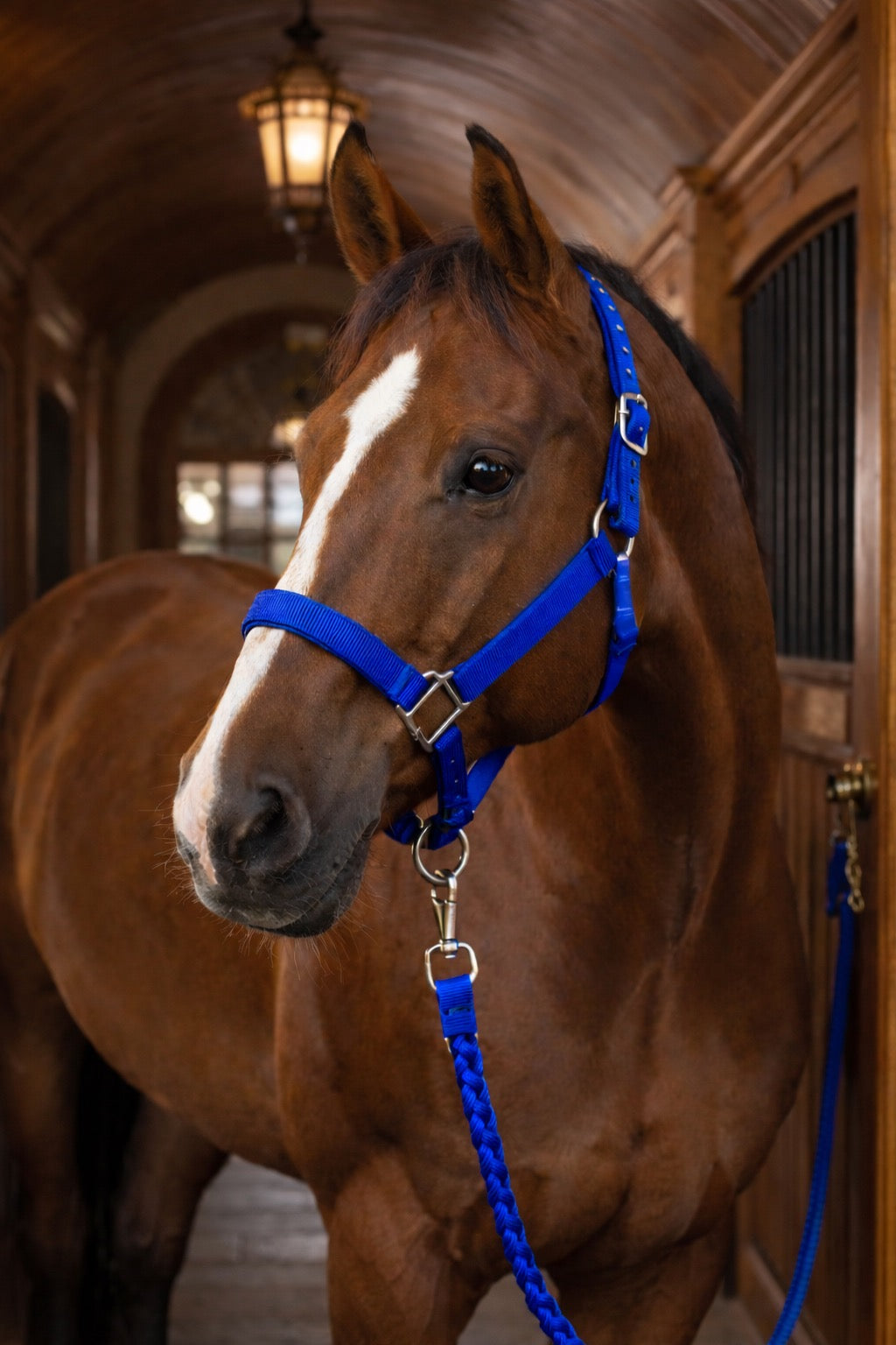 NYLON HALSTER EXTRA STERK