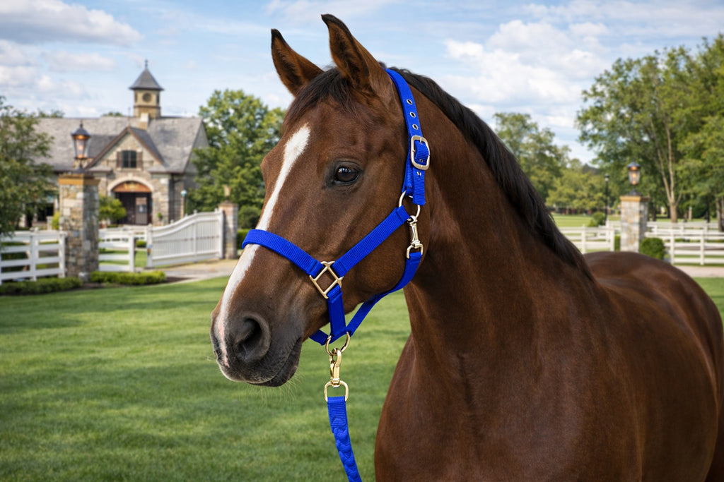 NYLON HALSTER MET MUSKETON HAAK